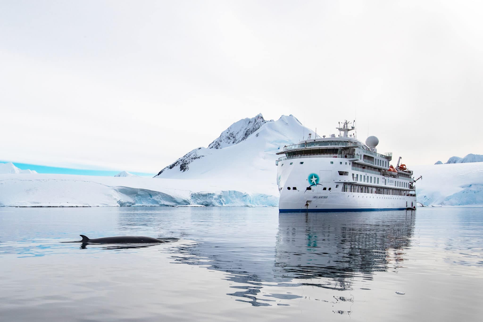 greg-mortimer-whale-antarctica-scaled