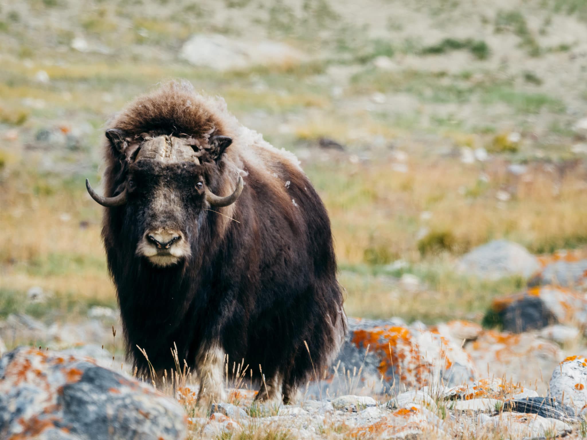 jewels-of-the-arctic-musk-oxen-scaled