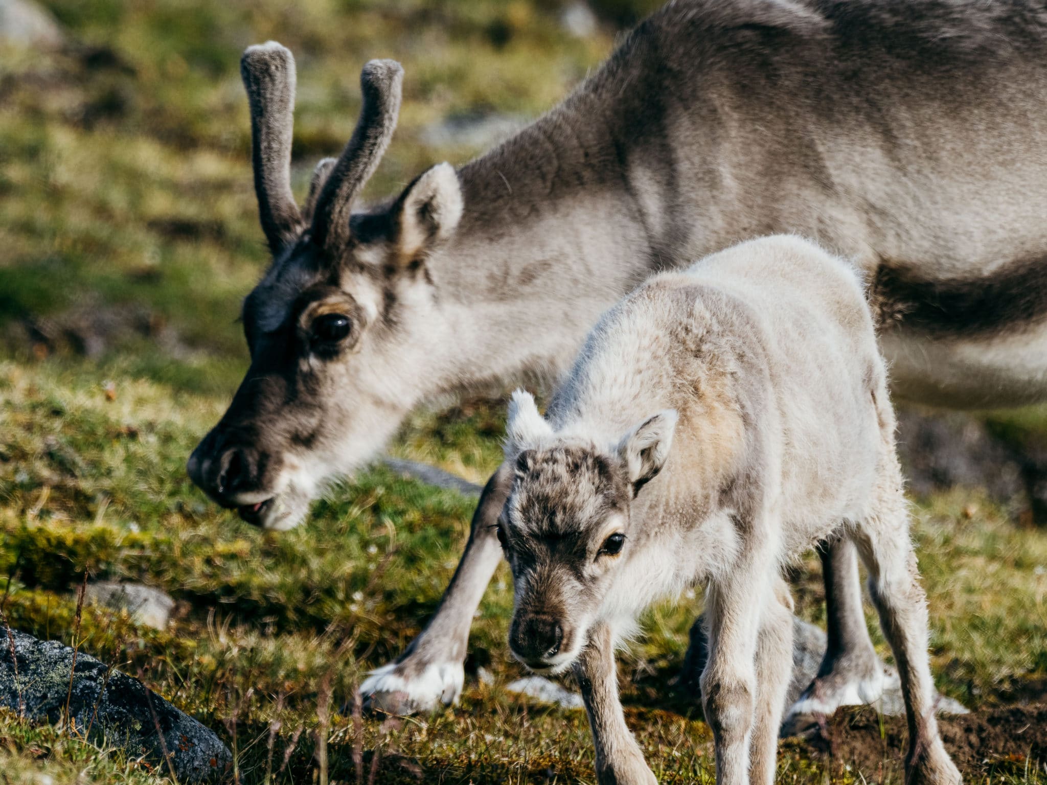 reindeers-in-svalbard-scaled