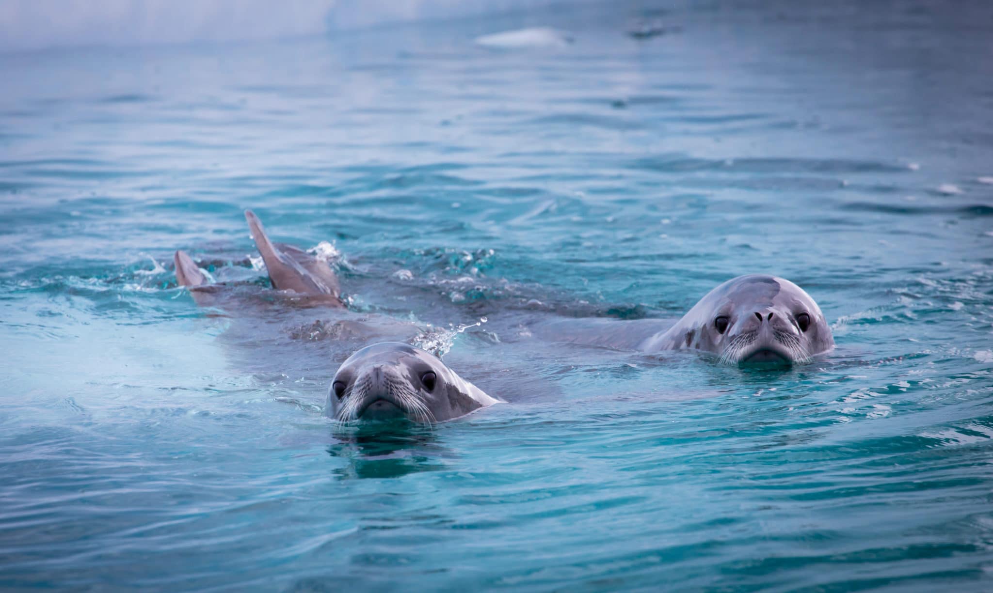 spirit-of-antarctica-crabeater-seals-scaled